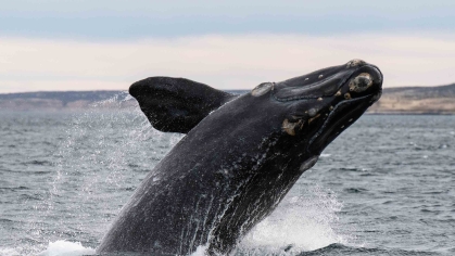 Whale jumping out of the water